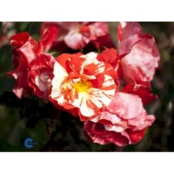 'Hanky Panky' Rosa X 'Hanky Panky' (Buketrose) A-Kvalitet,- Barrods Roser Min. 3 Grene -Osmo Salgsbutik fi4385 rosa hanky panky 88af