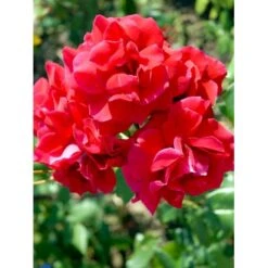 'Hanne' Rosa X 'Hanne' (Storblomstrende) A-Kvalitet,- Barrods Roser Min. 3 Grene -Osmo Salgsbutik fi4386 rosa hanne 1268