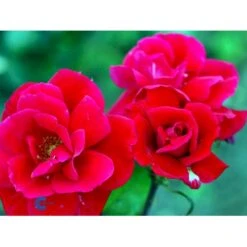 'Hanne' Rosa X 'Hanne' (Storblomstrende) A-Kvalitet,- Barrods Roser Min. 3 Grene -Osmo Salgsbutik fi4386 rosa hanne 2f0b