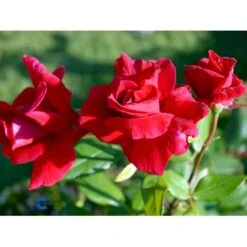 'Hanne' Rosa X 'Hanne' (Storblomstrende) A-Kvalitet,- Barrods Roser Min. 3 Grene -Osmo Salgsbutik fi4386 rosa hanne eee7