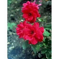 'Hanne' Rosa X 'Hanne' (Storblomstrende) A-Kvalitet,- Barrods Roser Min. 3 Grene -Osmo Salgsbutik fi4386 rosa hanne f6e5