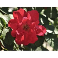 Rynket Rose 'Hansaland'® Rosa Rugosa 'Hansaland'® A-Kvalitet,- Barrods Roser Min. 3 Grene -Osmo Salgsbutik fi4389 rosa hansaland 4802