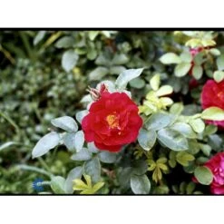 Rynket Rose 'Hansaland'® Rosa Rugosa 'Hansaland'® A-Kvalitet,- Barrods Roser Min. 3 Grene -Osmo Salgsbutik fi4389 rosa hansaland 6d3b