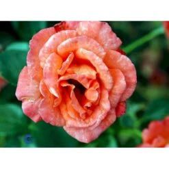'Alexander' Rosa X 'Alexander' (storblomstrende) A-Kvalitet,- Barrods Roser Min. 3 Grene -Osmo Salgsbutik fi4395 rosa harlex 3d2c