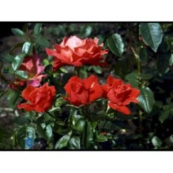 'Alexander' Rosa X 'Alexander' (storblomstrende) A-Kvalitet,- Barrods Roser Min. 3 Grene -Osmo Salgsbutik fi4395 rosa harlex 5479