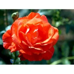 'Alexander' Rosa X 'Alexander' (storblomstrende) A-Kvalitet,- Barrods Roser Min. 3 Grene -Osmo Salgsbutik fi4395 rosa harlex b494