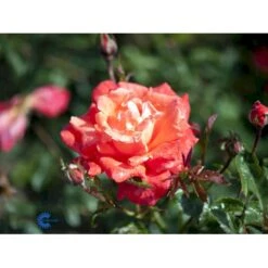 'Alexander' Rosa X 'Alexander' (storblomstrende) A-Kvalitet,- Barrods Roser Min. 3 Grene -Osmo Salgsbutik fi4395 rosa harlex bd55
