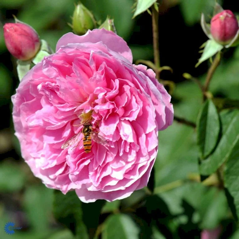 'Harlow Carr' Rosa X 'Harlow Carr' (Engelsk Rose) A-Kvalitet,- Barrods Roser Min. 3 Grene 9 'Harlow Carr' Rosa X 'Harlow Carr' (Engelsk Rose) A-Kvalitet,- Barrods Roser Min. 3 Grene - Billede 9