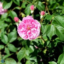 'Harlow Carr' Rosa X 'Harlow Carr' (Engelsk Rose) A-Kvalitet,- Barrods Roser Min. 3 Grene 19 'Harlow Carr' Rosa X 'Harlow Carr' (Engelsk Rose) A-Kvalitet,- Barrods Roser Min. 3 Grene -Osmo Salgsbutik fi4396 rosa harlow carr aushouse 3119