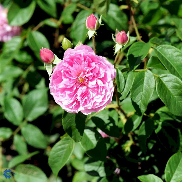 'Harlow Carr' Rosa X 'Harlow Carr' (Engelsk Rose) A-Kvalitet,- Barrods Roser Min. 3 Grene 10 'Harlow Carr' Rosa X 'Harlow Carr' (Engelsk Rose) A-Kvalitet,- Barrods Roser Min. 3 Grene - Billede 10