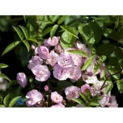 'Heavenly Pink' Rosa X 'Heavenly Pink' (Buskrose) A-Kvalitet,- Barrods Roser Min. 3 Grene -Osmo Salgsbutik fi4407 rosa heavenly pink 5886