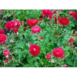 Bunddækkende Rose Rosa 'Heidefeuer®' 3,0 Liter Potte -Osmo Salgsbutik fi4410 rosa heidefeuer 1f7b