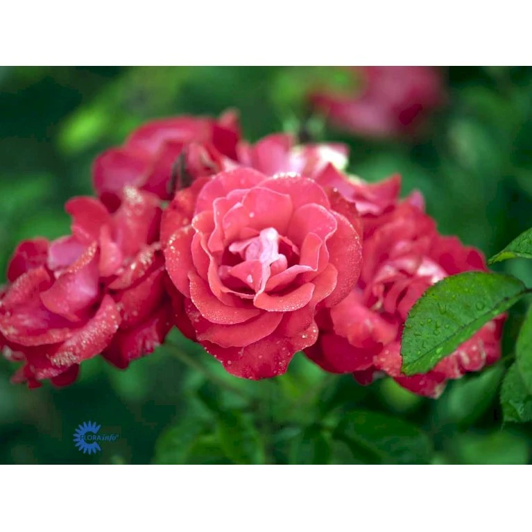 'Heidelberg'® Rosa Kordesii 'Heidelberg'® (Slyngrose) A-Kvalitet,- Barrods Roser Min. 3 Grene 5 'Heidelberg'® Rosa Kordesii 'Heidelberg'® (Slyngrose) A-Kvalitet,- Barrods Roser Min. 3 Grene - Billede 5