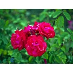 'Heidelberg'® Rosa Kordesii 'Heidelberg'® (Slyngrose) A-Kvalitet,- Barrods Roser Min. 3 Grene 12 'Heidelberg'® Rosa Kordesii 'Heidelberg'® (Slyngrose) A-Kvalitet,- Barrods Roser Min. 3 Grene -Osmo Salgsbutik fi4412 rosa heidelberg 552b