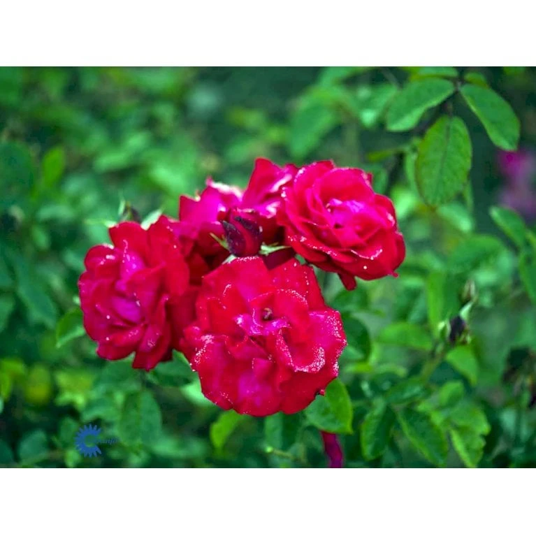 'Heidelberg'® Rosa Kordesii 'Heidelberg'® (Slyngrose) A-Kvalitet,- Barrods Roser Min. 3 Grene 6 'Heidelberg'® Rosa Kordesii 'Heidelberg'® (Slyngrose) A-Kvalitet,- Barrods Roser Min. 3 Grene - Billede 6