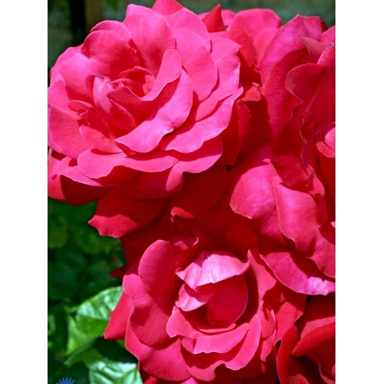 'Heidelberg'® Rosa Kordesii 'Heidelberg'® (Slyngrose) A-Kvalitet,- Barrods Roser Min. 3 Grene 7 'Heidelberg'® Rosa Kordesii 'Heidelberg'® (Slyngrose) A-Kvalitet,- Barrods Roser Min. 3 Grene - Billede 7