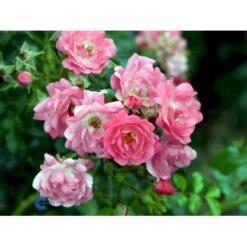 'Heidetraum' Rosa X 'Heidetraum' (Bunddækkerose) A-Kvalitet,- Barrods Roser Min. 3 Grene -Osmo Salgsbutik fi4415 rosa heidetraum 3edb