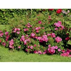 'Heidetraum' Rosa X 'Heidetraum' (Bunddækkerose) A-Kvalitet,- Barrods Roser Min. 3 Grene -Osmo Salgsbutik fi4415 rosa heidetraum 73a3