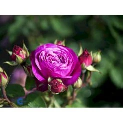 'Heidi Klum® Rose' Rosa X 'Heidi Klum® Rose' (Storblomstrende) A-Kvalitet,- Barrods Roser Min. 3 Grene -Osmo Salgsbutik fi4416 rosa heidi klum 8e6e