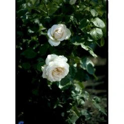 'Helena™ Renaissance'® Rosa X 'Helena™ Renaissance'® (Renaissancerose) A-Kvalitet,- Barrods Roser Min. 3 Grene -Osmo Salgsbutik fi4419 rosa helena poulna n c4e6