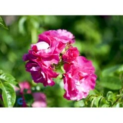 'Henry Kelsey' Rosa Kordesii 'Henry Kelsey' (Slyngrose) A-Kvalitet,- Barrods Roser Min. 3 Grene -Osmo Salgsbutik fi4423 rosa henry kelsey b5f1