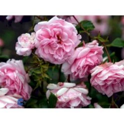 'Home And Garden'® Rosa X 'Home And Garden'® (Buketrose) A-Kvalitet,- Barrods Roser Min. 3 Grene -Osmo Salgsbutik fi4431 rosa home garden d201