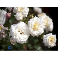 'Honeymilk'® Rosa X 'Honeymilk'® (Bunddækkerose) A-Kvalitet,- Barrods Roser Min. 3 Grene -Osmo Salgsbutik fi4432 rosa honeymilk 7d67