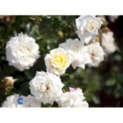 'Honeymilk'® Rosa X 'Honeymilk'® (Bunddækkerose) A-Kvalitet,- Barrods Roser Min. 3 Grene -Osmo Salgsbutik fi4432 rosa honeymilk cc44