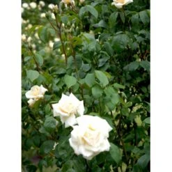 'Ilse Krohn Superior'® Rosa Kordesii 'Ilse Krohn Superior'® (Slyngrose) A-Kvalitet,- Barrods Roser Min. 3 Grene -Osmo Salgsbutik fi4446 rosa ilse krohn superior 38e2