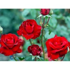 'Ingrid Bergman'® Rosa X 'Ingrid Bergman'® (Storblomstrende) A-Kvalitet,- Barrods Roser Min. 3 Grene -Osmo Salgsbutik fi4449 rosa ingrid bergman poulman n 33c4