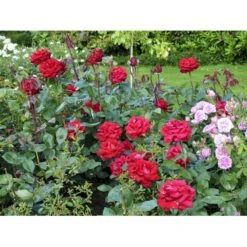 'Ingrid Bergman'® Rosa X 'Ingrid Bergman'® (Storblomstrende) A-Kvalitet,- Barrods Roser Min. 3 Grene -Osmo Salgsbutik fi4449 rosa ingrid bergman poulman n 60e3