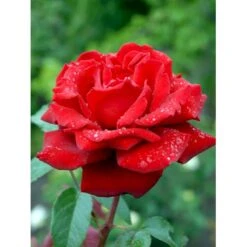 'Ingrid Bergman'® Rosa X 'Ingrid Bergman'® (Storblomstrende) A-Kvalitet,- Barrods Roser Min. 3 Grene -Osmo Salgsbutik fi4449 rosa ingrid bergman poulman n 7c2f