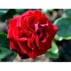 'Ingrid Bergman'® Rosa X 'Ingrid Bergman'® (Storblomstrende) A-Kvalitet,- Barrods Roser Min. 3 Grene -Osmo Salgsbutik fi4449 rosa ingrid bergman poulman n 9c2d