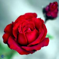 'Ingrid Bergman'® Rosa X 'Ingrid Bergman'® (Storblomstrende) A-Kvalitet,- Barrods Roser Min. 3 Grene -Osmo Salgsbutik fi4449 rosa ingrid bergman poulman n ed62