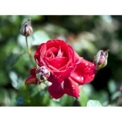 'Isabella Rossellini'™ Rosa X 'Isabella Rossellini'™ (Storblomstrende) A-Kvalitet,- Barrods Roser Min. 3 Grene -Osmo Salgsbutik fi4464 rosa isabella rossillini poulht006 n 9557