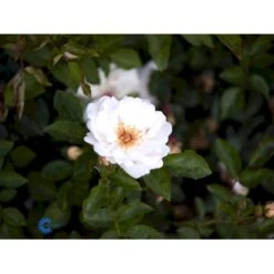 'Jacqueline Du Pré' Rosa X 'Jacqueline Du Pré' (Buskrose) A-Kvalitet,- Barrods Roser Min. 3 Grene -Osmo Salgsbutik fi4471 rosa jacqueline du pre e790
