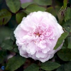 'Jacques Cartier' Rosa Portlandica 'Jacques Cartier' (Portlandrose) A-Kvalitet,- Barrods Roser Min. 3 Grene -Osmo Salgsbutik fi4472 rosa jacques cartier 79c8