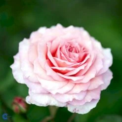 'James Galway'™ Rosa X 'James Galway'™ (Engelsk Rose) A-Kvalitet,- Barrods Roser Min. 3 Grene -Osmo Salgsbutik fi4473 rosa james galway auscrystal a715