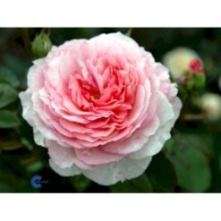 'James Galway'™ Rosa X 'James Galway'™ (Engelsk Rose) A-Kvalitet,- Barrods Roser Min. 3 Grene -Osmo Salgsbutik fi4473 rosa james galway auscrystal e664