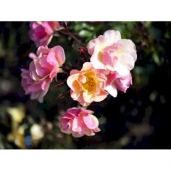 'Jazz'® Rosa X 'Jazz'® (Bunddækkerose) A-Kvalitet,- Barrods Roser Min. 3 Grene -Osmo Salgsbutik fi4482 rosa jazz f66a