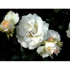 'José Carreras'™ Rosa X 'José Carreras'™ (Storblomstrende) A-Kvalitet,- Barrods Roser Min. 3 Grene -Osmo Salgsbutik fi4492 rosa jose carreras poulnew n 9b5b