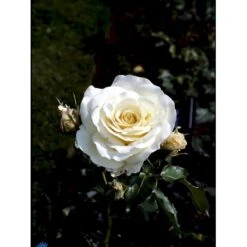 'José Carreras'™ Rosa X 'José Carreras'™ (Storblomstrende) A-Kvalitet,- Barrods Roser Min. 3 Grene -Osmo Salgsbutik fi4492 rosa jose carreras poulnew n ac58