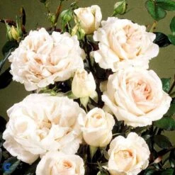 'Julia™ Renaissance'® Rosa X 'Julia™ Renaissance'® (Renaissancerose) A-Kvalitet,- Barrods Roser Min. 3 Grene -Osmo Salgsbutik fi4500 rosa julia poulheart n f6e1