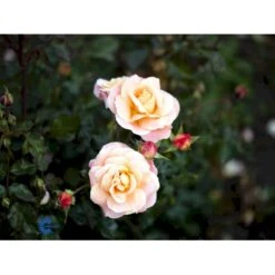 'Kalmar'™ Rosa X 'Kalmar'™ (Slotsrose) A-Kvalitet,- Barrods Roser Min. 3 Grene -Osmo Salgsbutik fi4507 rosa kalmar poulkalm n dfed
