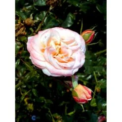 'Kalmar'™ Rosa X 'Kalmar'™ (Slotsrose) A-Kvalitet,- Barrods Roser Min. 3 Grene -Osmo Salgsbutik fi4507 rosa kalmar poulkalm n f3c6