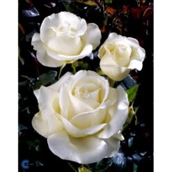 'Karen Blixen'™ Rosa X 'Karen Blixen'™ (Storblomstrende) A-Kvalitet,- Barrods Roser Min. 3 Grene 21 'Karen Blixen'™ Rosa X 'Karen Blixen'™ (Storblomstrende) A-Kvalitet,- Barrods Roser Min. 3 Grene -Osmo Salgsbutik fi4508 rosa karen blixen poulari n 19cf