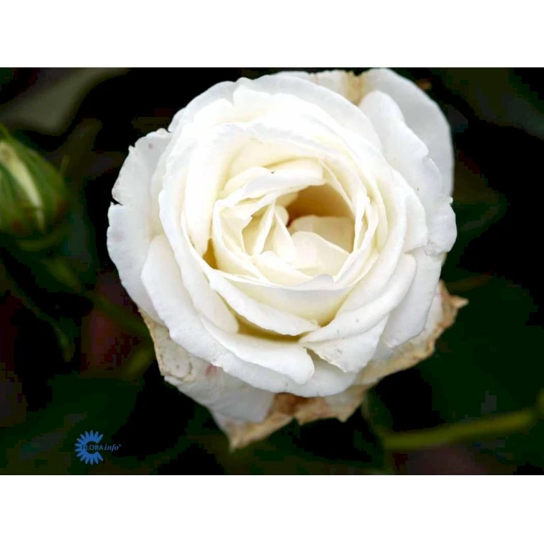 'Karen Blixen'™ Rosa X 'Karen Blixen'™ (Storblomstrende) A-Kvalitet,- Barrods Roser Min. 3 Grene 10 'Karen Blixen'™ Rosa X 'Karen Blixen'™ (Storblomstrende) A-Kvalitet,- Barrods Roser Min. 3 Grene - Billede 10