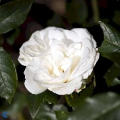 'Karen Blixen'™ Rosa X 'Karen Blixen'™ (Storblomstrende) A-Kvalitet,- Barrods Roser Min. 3 Grene 17 'Karen Blixen'™ Rosa X 'Karen Blixen'™ (Storblomstrende) A-Kvalitet,- Barrods Roser Min. 3 Grene -Osmo Salgsbutik fi4508 rosa karen blixen poulari n d488