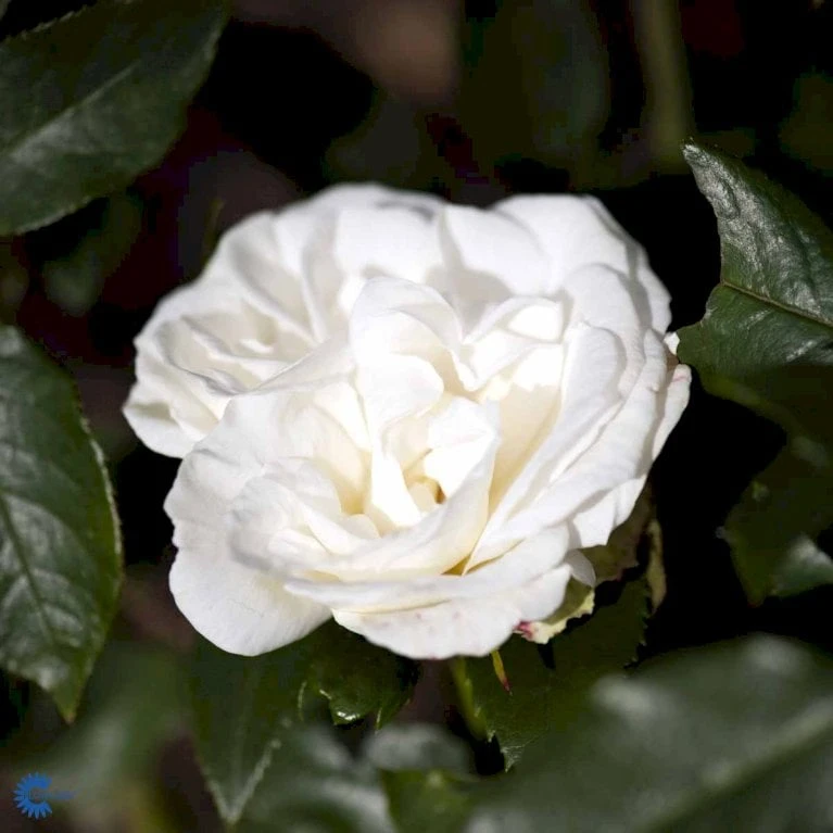 'Karen Blixen'™ Rosa X 'Karen Blixen'™ (Storblomstrende) A-Kvalitet,- Barrods Roser Min. 3 Grene 7 'Karen Blixen'™ Rosa X 'Karen Blixen'™ (Storblomstrende) A-Kvalitet,- Barrods Roser Min. 3 Grene - Billede 7