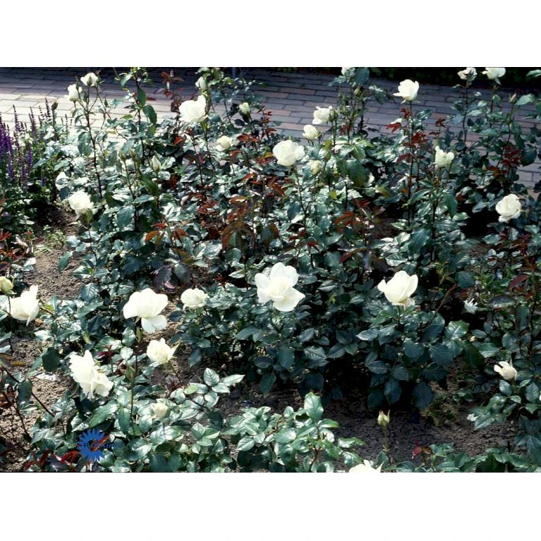 'Karen Blixen'™ Rosa X 'Karen Blixen'™ (Storblomstrende) A-Kvalitet,- Barrods Roser Min. 3 Grene 8 'Karen Blixen'™ Rosa X 'Karen Blixen'™ (Storblomstrende) A-Kvalitet,- Barrods Roser Min. 3 Grene - Billede 8